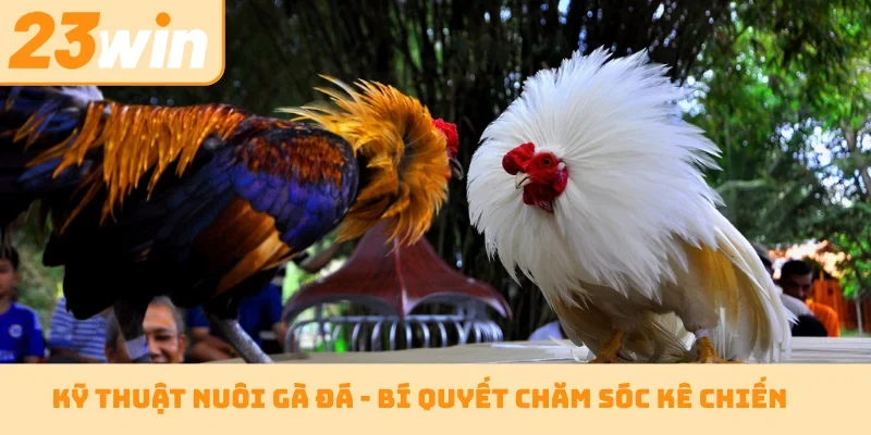 Kỹ thuật nuôi gà đá