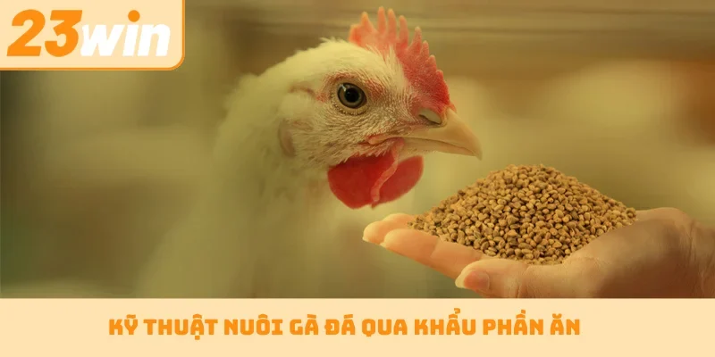 Kỹ thuật nuôi gà đá qua khẩu phần ăn